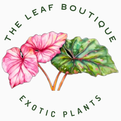 The Leaf Boutique 